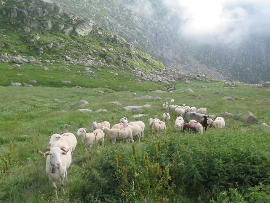 "Le Desman" Confortable T2 A La Montagne Face Aux Thermes Rando, Cure Aulus-les-Bains Buitenkant foto
